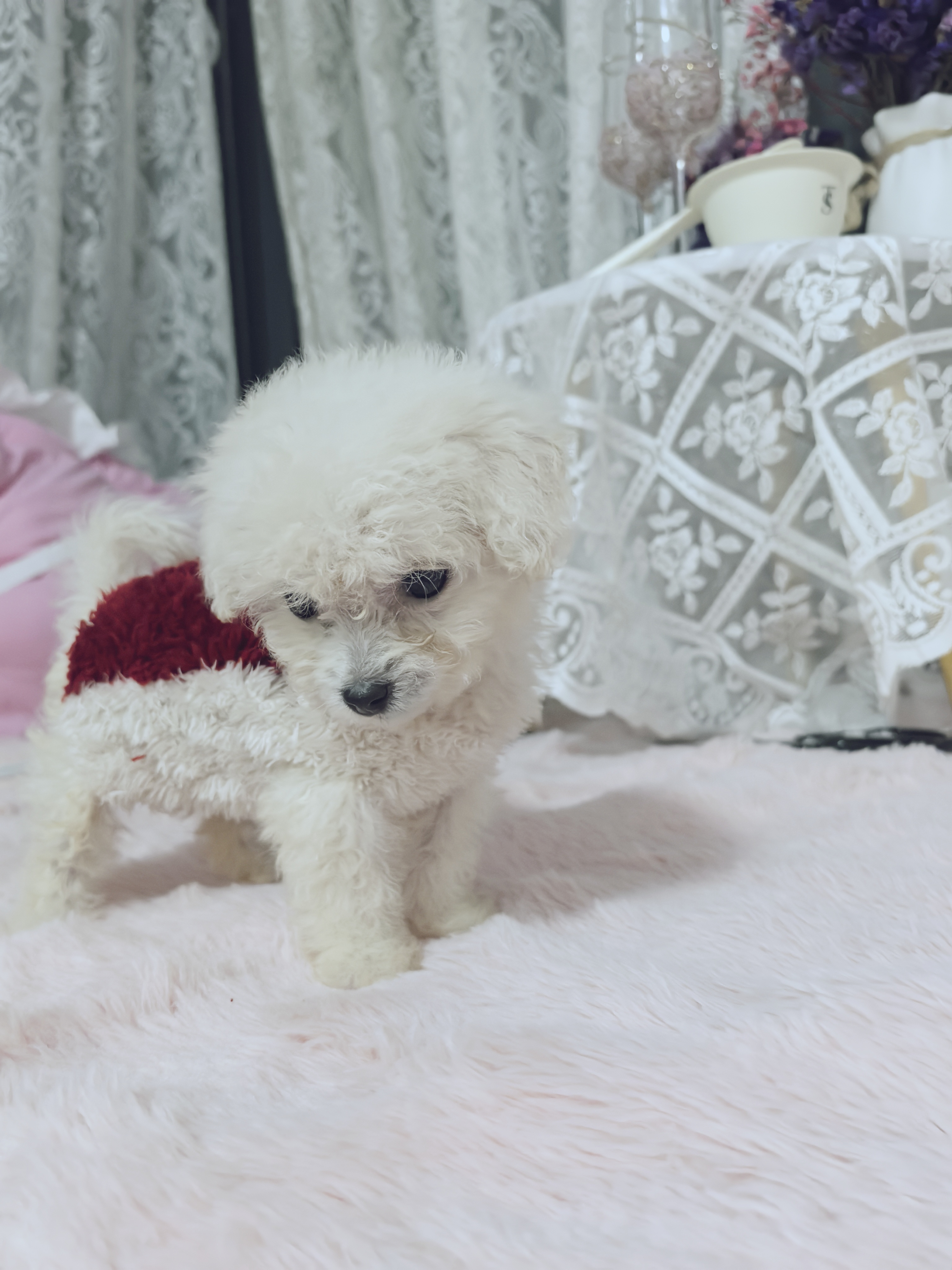 比熊